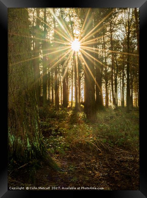 Sun Burst Framed Print by Colin Metcalf