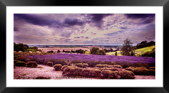 Yorkshire Lavender Panorama Framed Mounted Print by Colin Metcalf