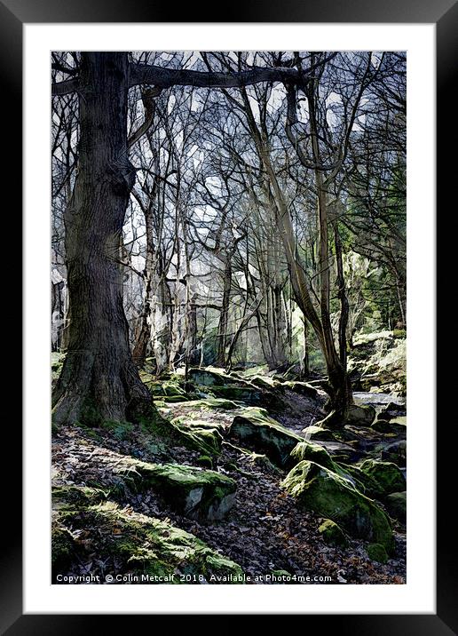 Frosty Woodland Odyssey Framed Mounted Print by Colin Metcalf