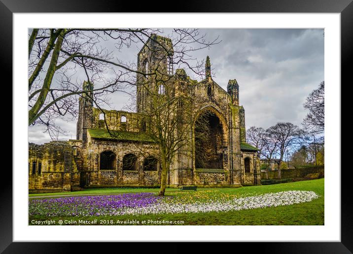 Crocuses at the Abbey Framed Mounted Print by Colin Metcalf