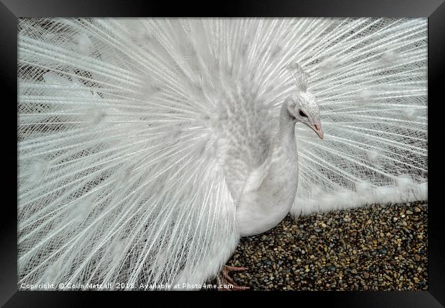 White Peacock Framed Print by Colin Metcalf