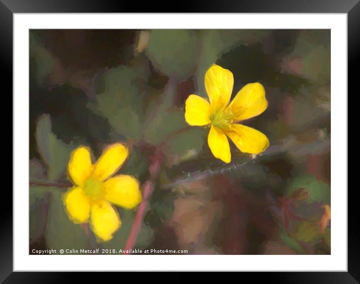 Creeping Woodsorrel Framed Mounted Print by Colin Metcalf