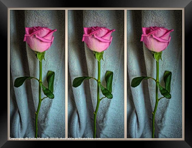 Dewed Rose Triptych Framed Print by Colin Metcalf