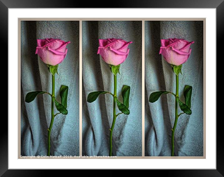 Dewed Rose Triptych Framed Mounted Print by Colin Metcalf