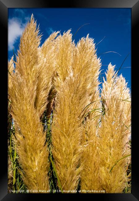 Pampas Framed Print by Colin Metcalf