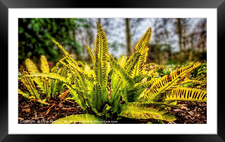 Harts Tongue Fern Framed Mounted Print by Colin Metcalf