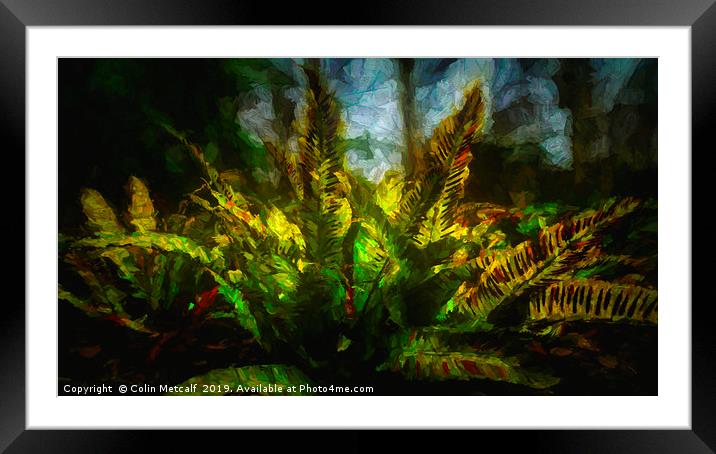 Harts Tongue Fern Framed Mounted Print by Colin Metcalf