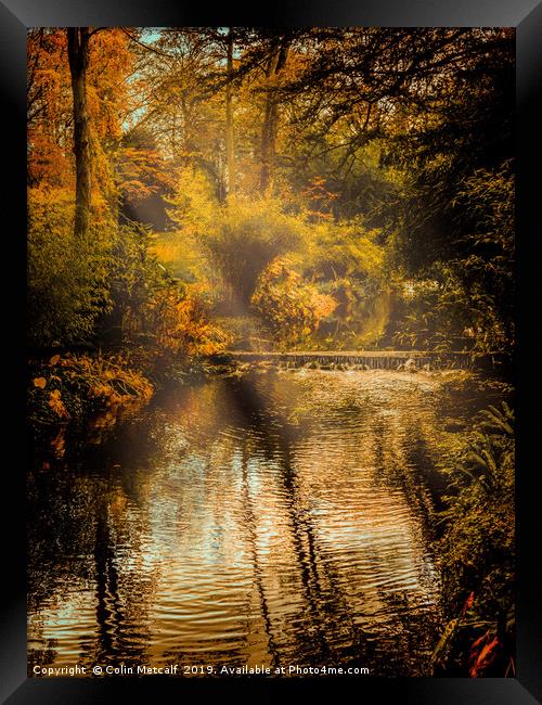 Autumn Light Framed Print by Colin Metcalf