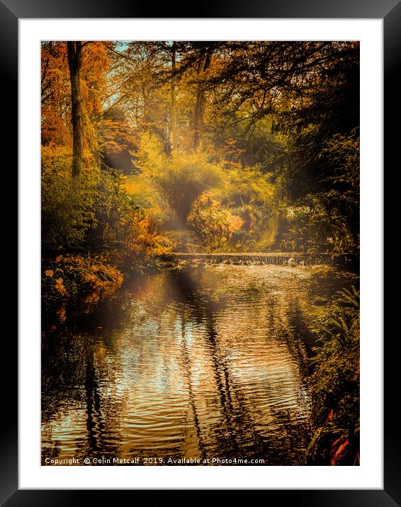 Autumn Light Framed Mounted Print by Colin Metcalf