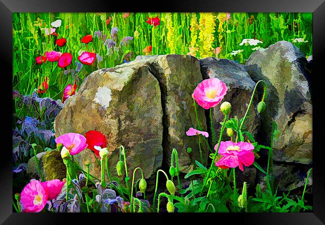 Poppies against a wall. Framed Print by Colin Metcalf