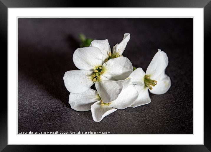 White Rocket (Diplotaxis Erucoides) Framed Mounted Print by Colin Metcalf