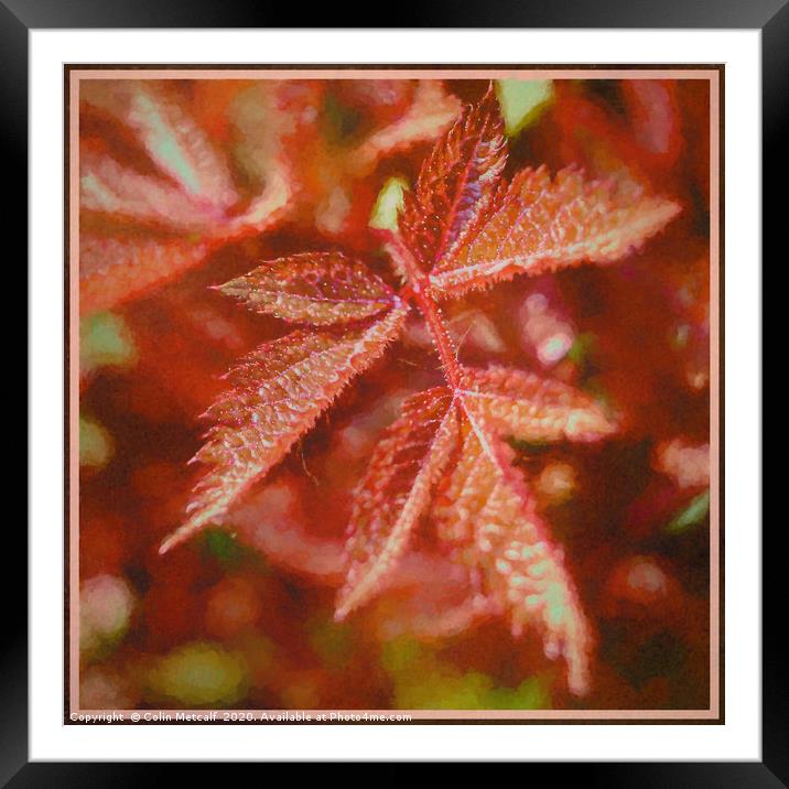 Spirea Leaf Framed Mounted Print by Colin Metcalf