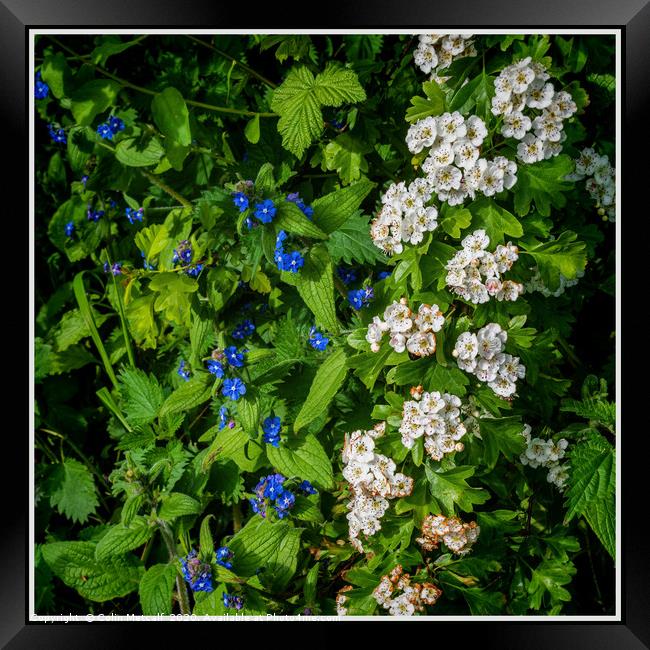 Hawthorn and Perennial Forget-Me-Nots Framed Print by Colin Metcalf
