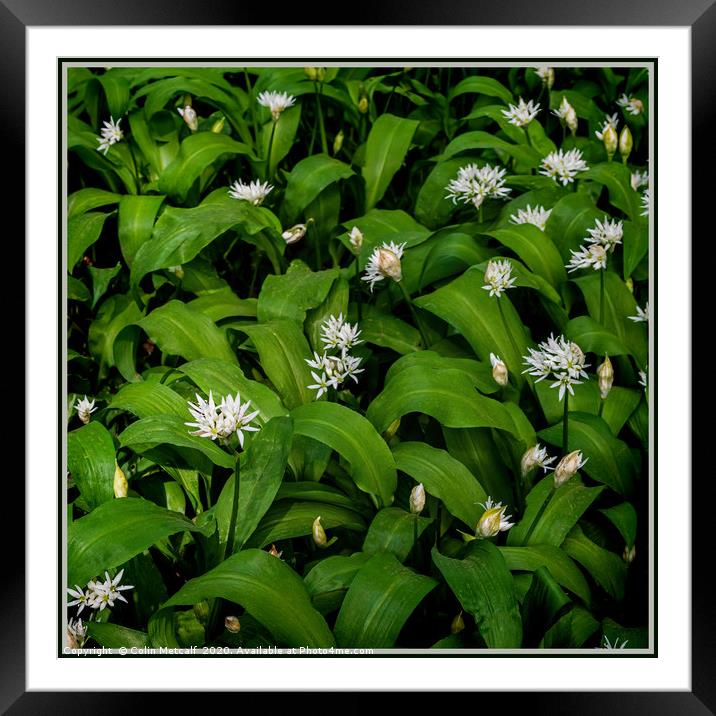 Wild Garlic Framed Mounted Print by Colin Metcalf