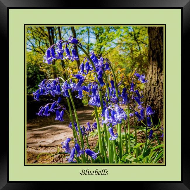 Bluebells Framed Print by Colin Metcalf