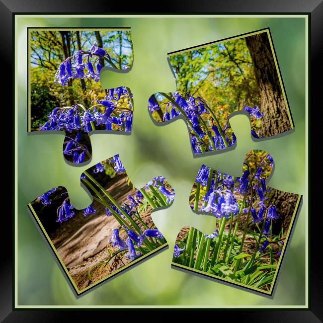 Bluebell Puzzle Framed Print by Colin Metcalf