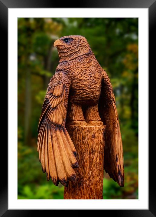 Harris Hawk Carving Framed Mounted Print by Colin Metcalf