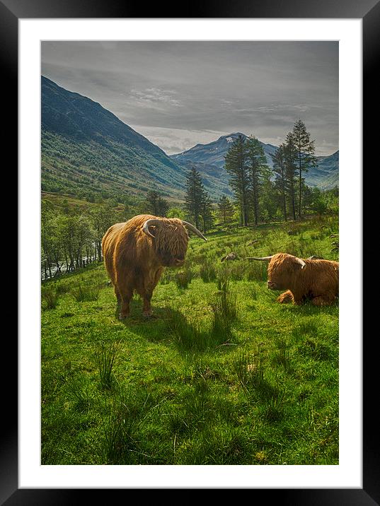 Highland Coos Framed Mounted Print by Geo Harris