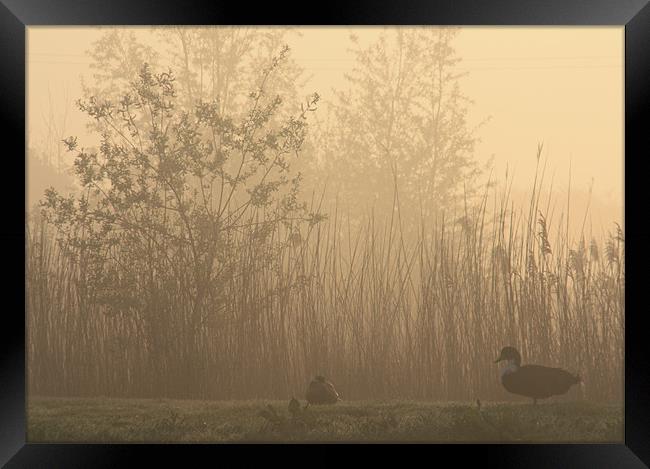 Ducks at dawn Framed Print by Linsey Williams