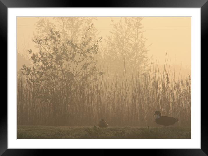 Ducks at dawn Framed Mounted Print by Linsey Williams