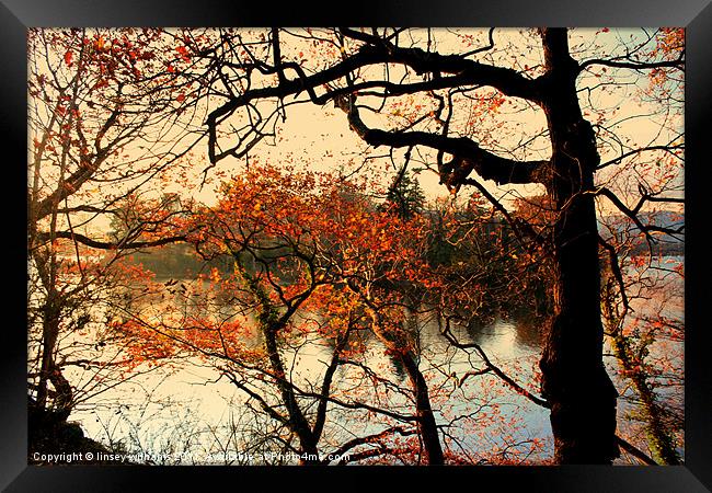 The colour of autumn Framed Print by Linsey Williams