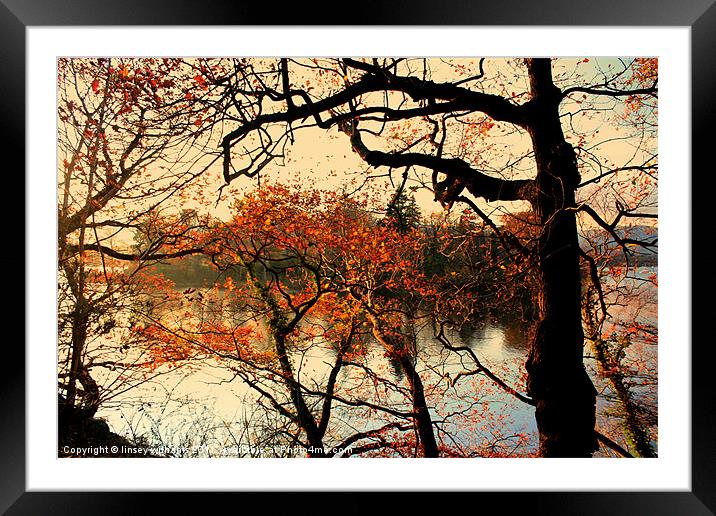 The colour of autumn Framed Mounted Print by Linsey Williams