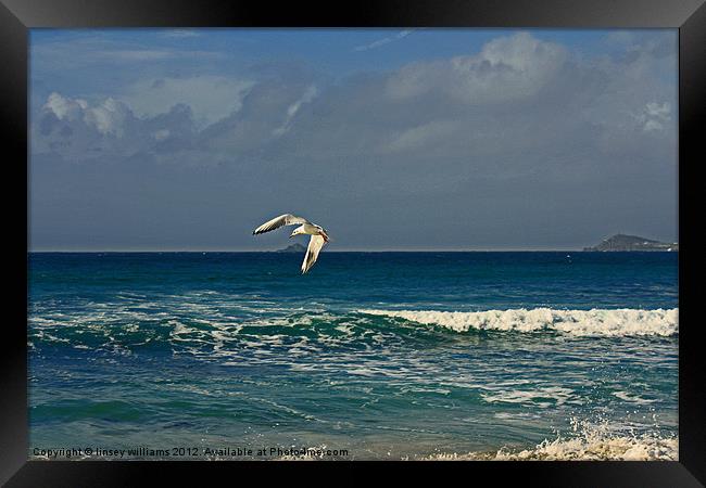 Sennen seagull Framed Print by Linsey Williams