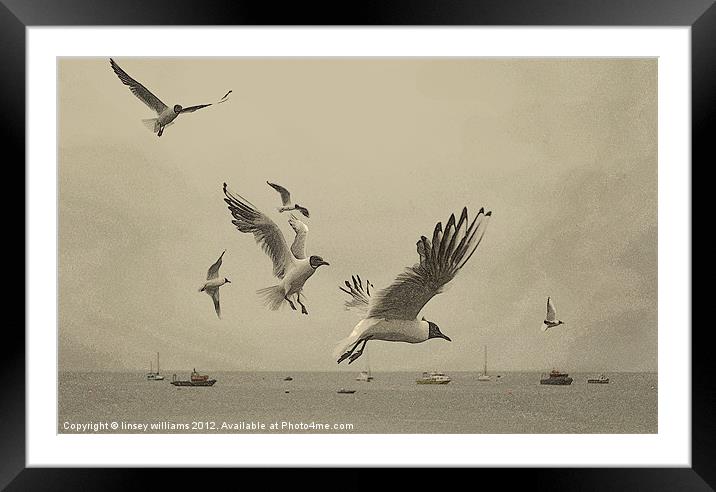 Gulls Framed Mounted Print by Linsey Williams