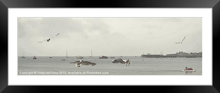 Swanage gulls Framed Mounted Print by Linsey Williams