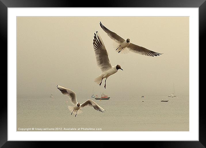 Black headed Gulls Framed Mounted Print by Linsey Williams