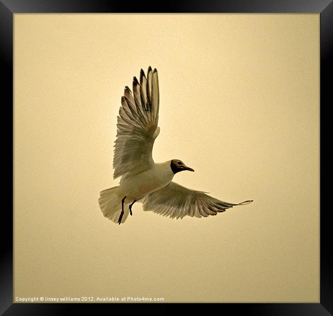 Lone Gull Framed Print by Linsey Williams