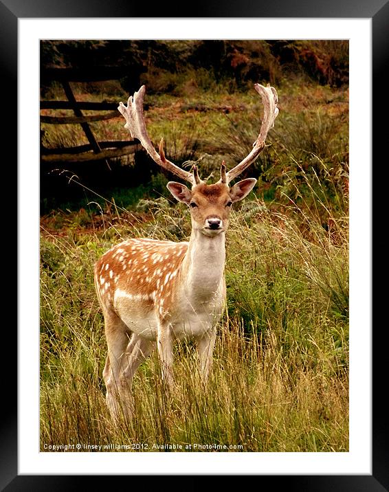 Fallow Deer Framed Mounted Print by Linsey Williams