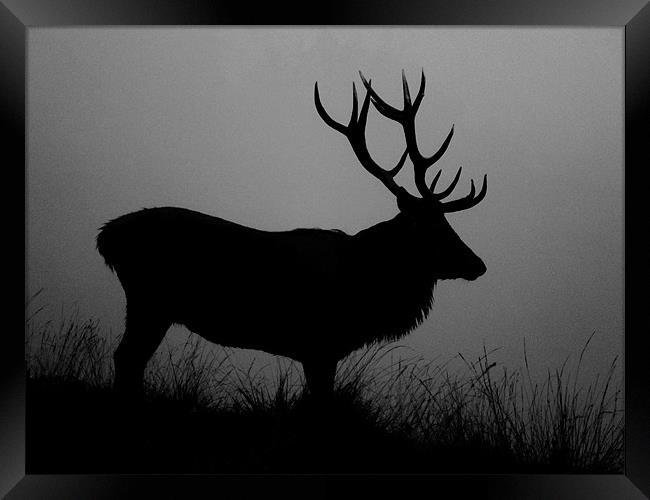 Stag silhouette Framed Print by Linsey Williams