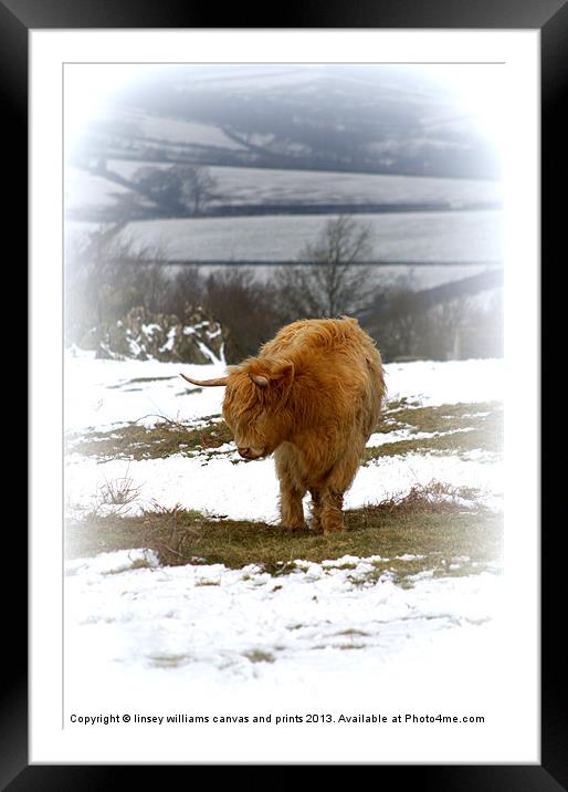 Highland Cow Framed Mounted Print by Linsey Williams
