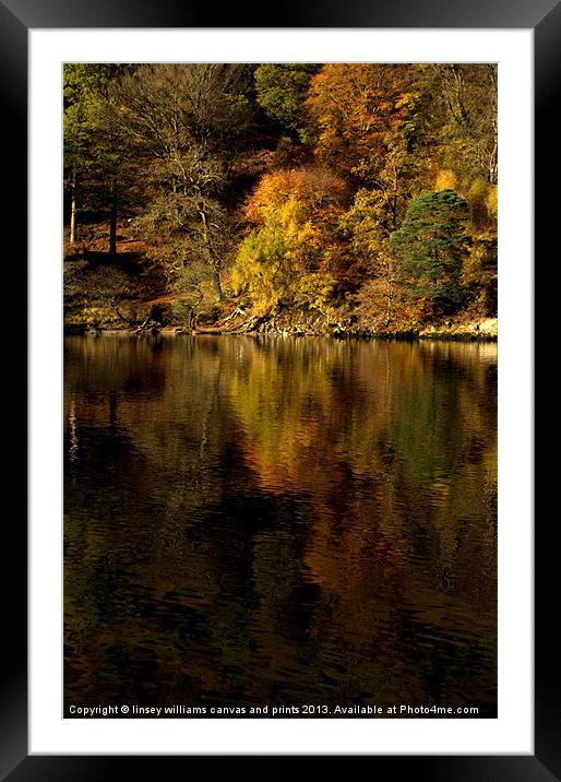 Golden season Framed Mounted Print by Linsey Williams