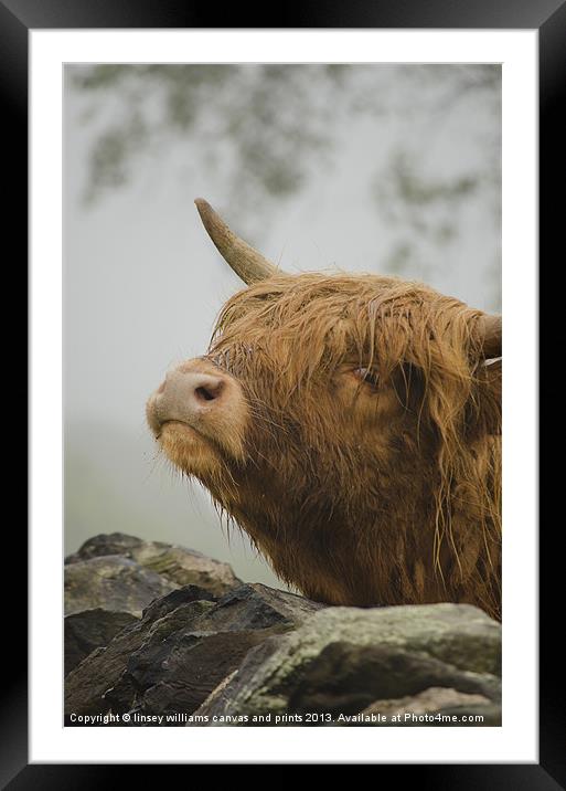 Highland Beast Framed Mounted Print by Linsey Williams
