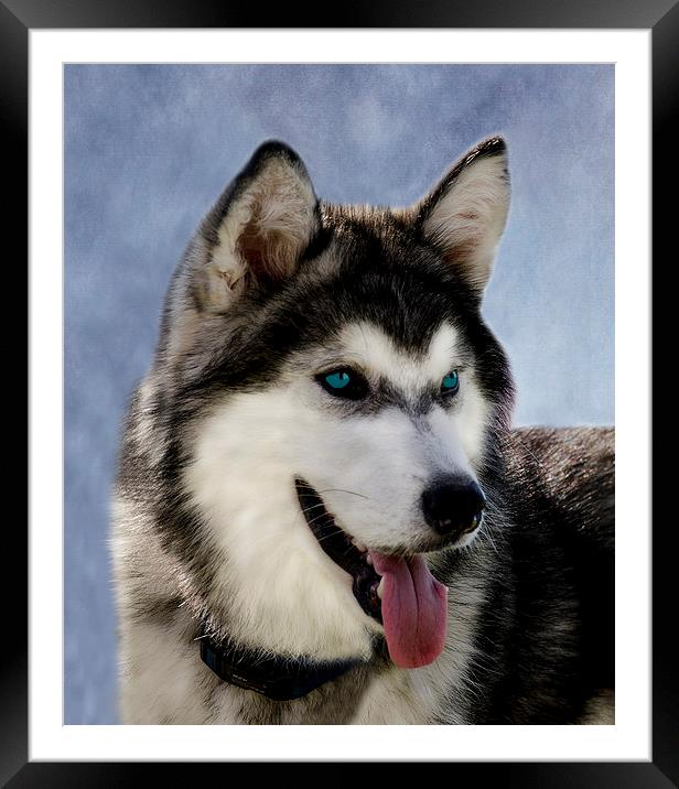 Siberian Husky Framed Mounted Print by Linsey Williams