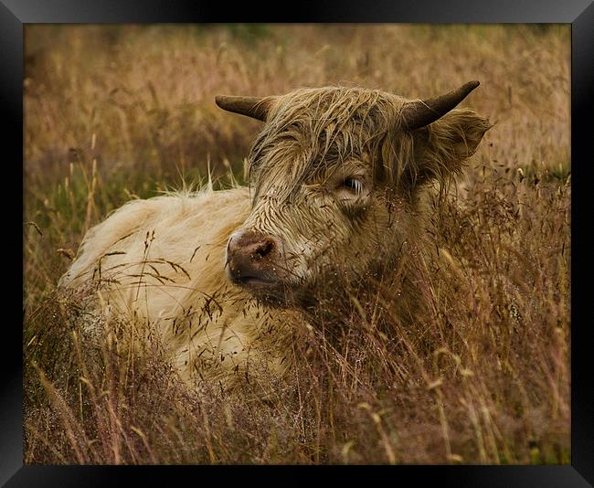 Camouflaged Cow Framed Print by Linsey Williams