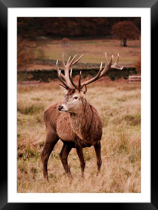 Autumn Stag Framed Mounted Print by Linsey Williams
