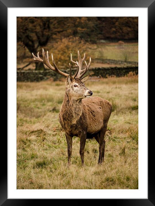 Red Deer Stag Framed Mounted Print by Linsey Williams