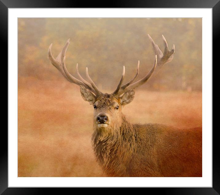 Red Deer Stag  Framed Mounted Print by Linsey Williams