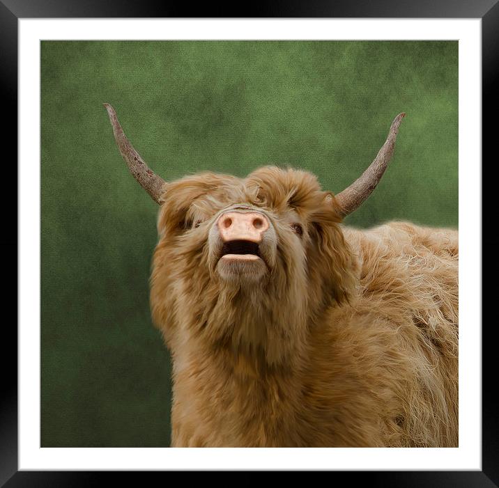 Heelan Coo Framed Mounted Print by Linsey Williams