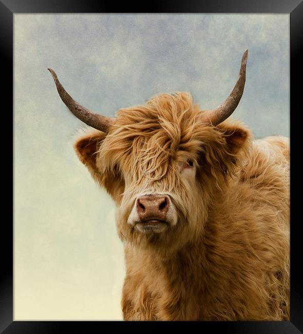 Hairy Highlander Framed Print by Linsey Williams