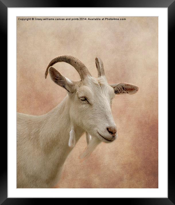 GOAT Framed Mounted Print by Linsey Williams