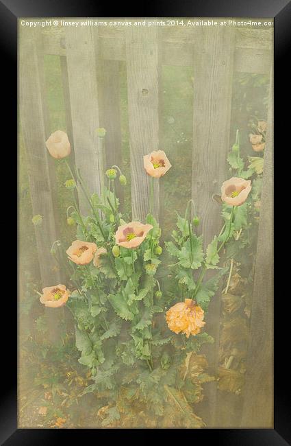 Flora, Papaver Orientale 5 Framed Print by Linsey Williams