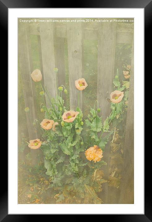 Flora, Papaver Orientale 5 Framed Mounted Print by Linsey Williams