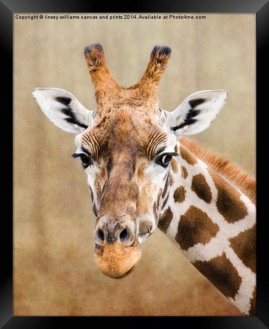  Tall Beauty Framed Print by Linsey Williams