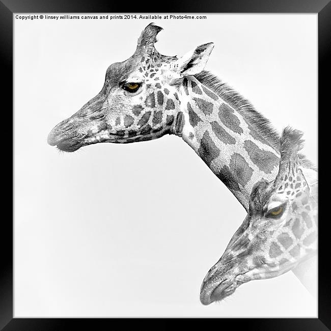  Two Giraffes Framed Print by Linsey Williams