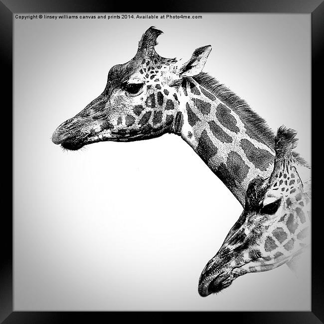  Giraffes In Black And White Framed Print by Linsey Williams