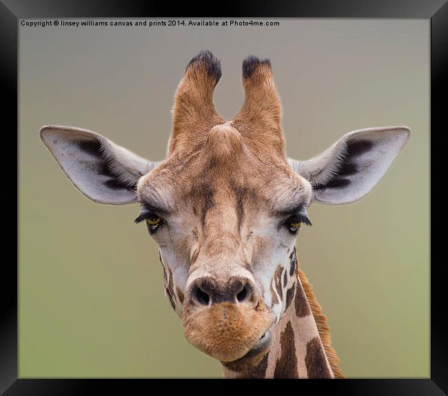 Giraffe. I Am Beautiful Framed Print by Linsey Williams